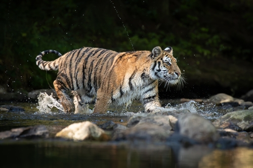 Амурская область