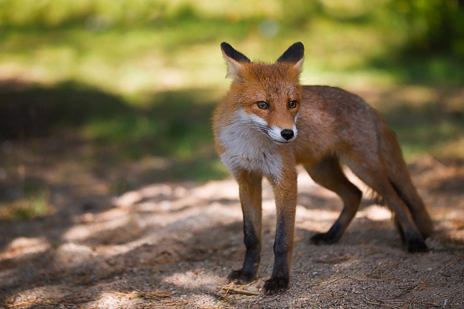 Куршская Коса + Зеленоградск + дегустация сыра в Шаакен Дорф