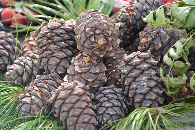 «КЕДРОВЫЙ ТУР»: ПРОВОДЫ СЕВЕРНОГО ЛЕТА