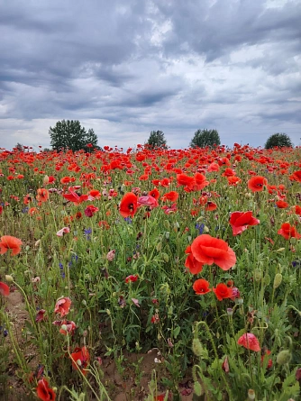 Маковая провинция 