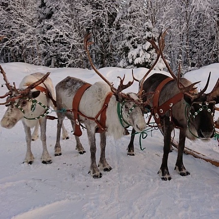 Однодневный тур «Саами»