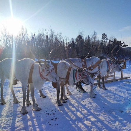  Мечта всей жизни: северное сияние и киты