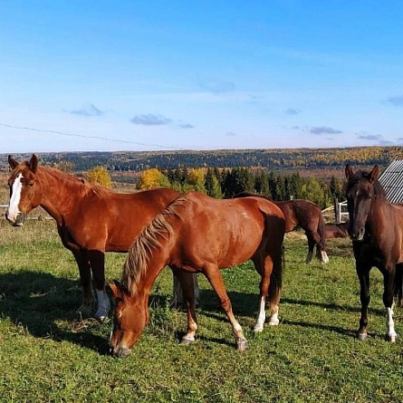 Конный тур «Выходные в седле 2 дня» круглый год (ПРОМО)