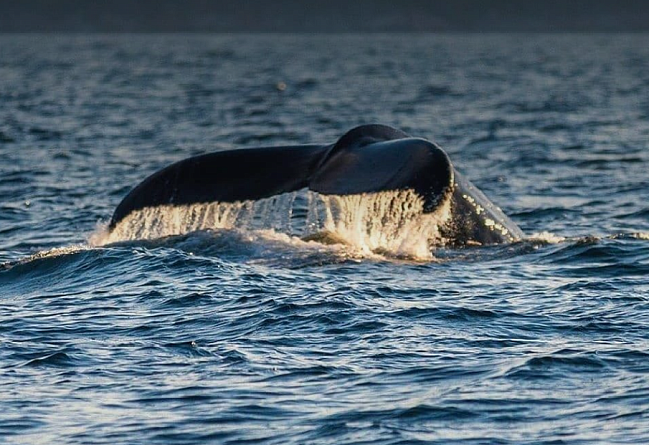 Арктика: киты, Териберка, водопады 4-6 июня