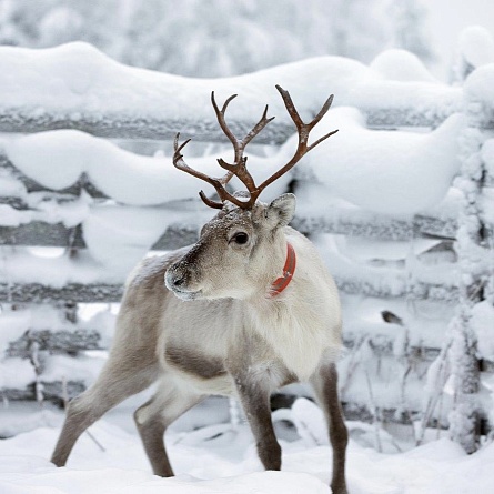 1 ДЕНЬ НА СЕВЕРЕ