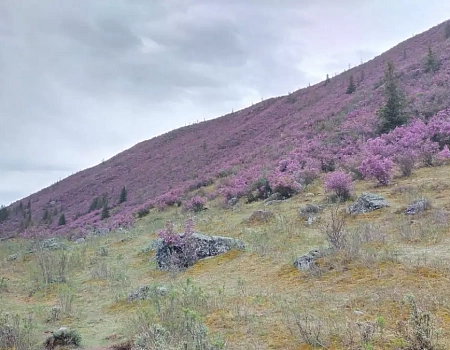 Туда, где цветёт маральник.Фото 1