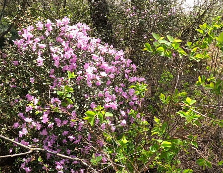 Туда, где цветёт маральник.Фото 3