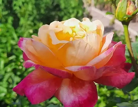 БЕЛГОРОД - Город, в котором чувствуешь вайб | конкурс ДзенТур.Фото 2