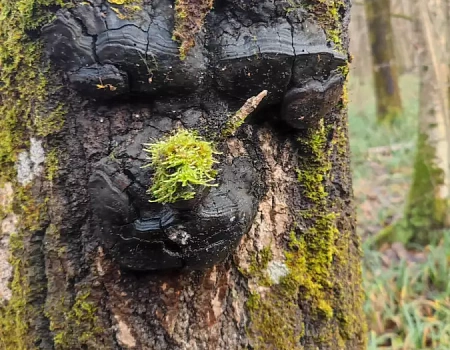 Лужи, грязь, охотники и легенды Боровского тракта..Фото 3