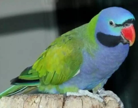 Попугаичья ферма в Ялте.Фото 1