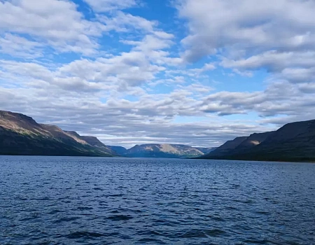 Ночная схватка с медведем: когда Араксис кричит "Вон!".Фото 0