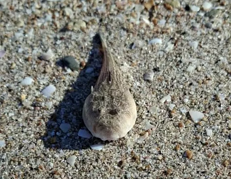 Отрыв по-штормовски: наш релакс с гитарой и крабами.Фото 2