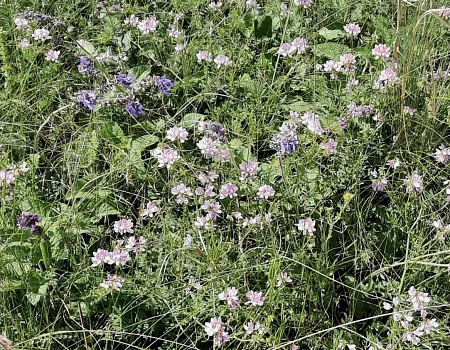 По меловым горам Белгородской области .Фото 6