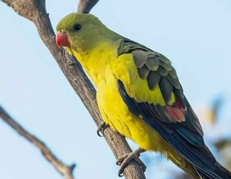 Попугаичья ферма в Ялте.Фото 0