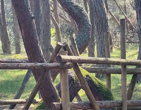 Танцующий лес Куршской косы: балет сосен и ветров.Фото 2