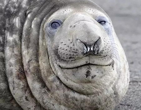 Три с половиной месяца на краю света: Антарктида.Фото 4