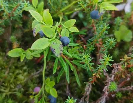 Северные приключения: жизнь на плоту и в сердце природы. Плато Путорана день 2.Фото 7