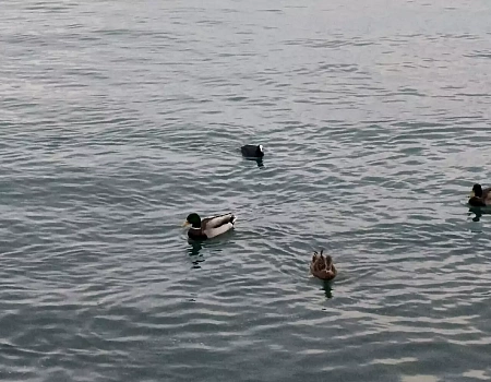 Морской порт Ялты.Фото 0