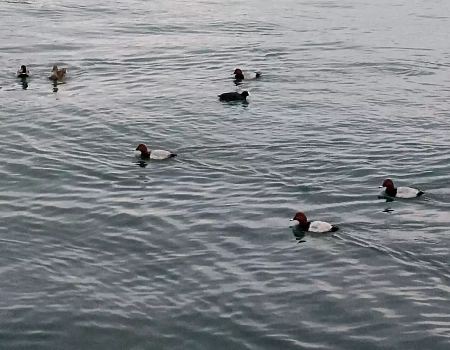 Морской порт Ялты.Фото 1