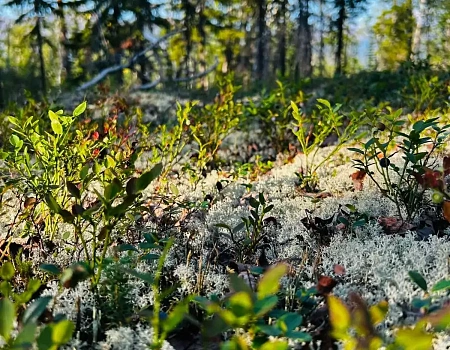 Рыбалка, волны и уют палатки: дневник путешествия по Ламе. Плато Путорана день 4.Фото 4