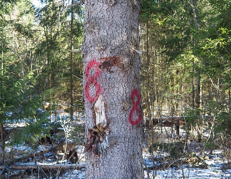 Александрова дорога Тропа.Фото 2