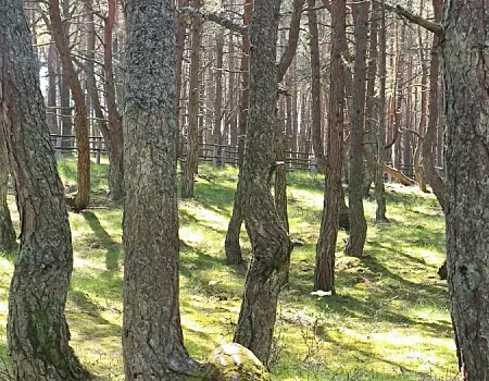 Танцующий лес Куршской косы: балет сосен и ветров.Фото 3