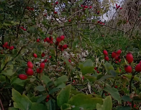 Осень в Ялте досматривает свой последний сон... .Фото 0