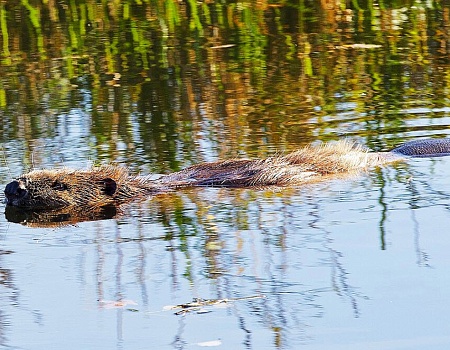Сплав на рафте по реке Косьва Пермский край.Фото 7