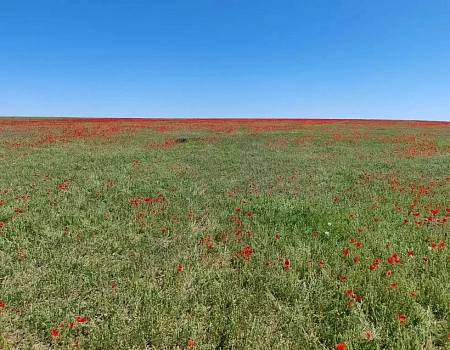 С пяти  утра в путь: бутафорские замки, петроглифы и маковая лихорадка.Фото 7