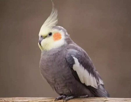 Попугаичья ферма в Ялте.Фото 3