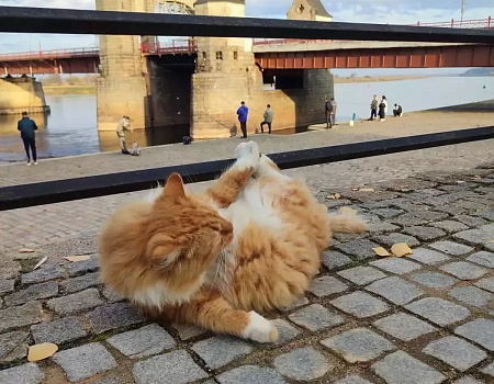 Рыжий кот, рыбаки и память: прогулка к мосту королевы Луизы.Фото 0