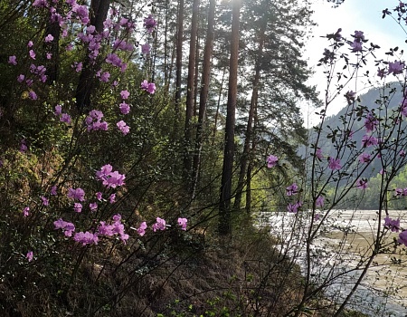 Туда, где цветёт маральник.Фото 2