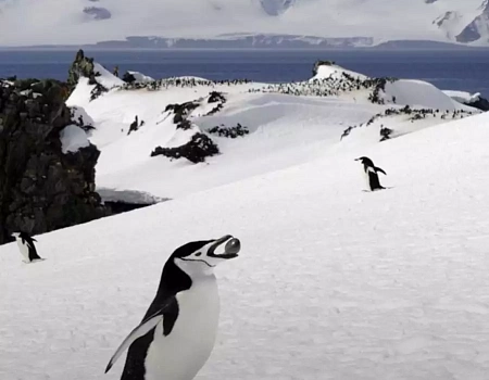 Три с половиной месяца на краю света: Антарктида.Фото 5