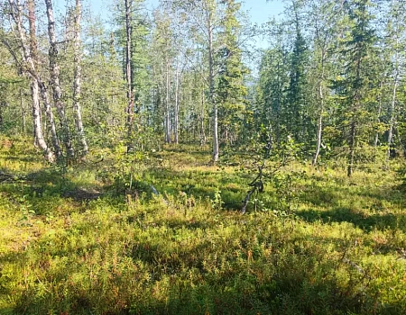 Северные приключения: жизнь на плоту и в сердце природы. Плато Путорана день 2.Фото 6