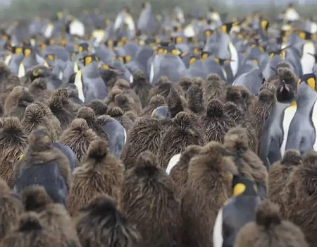 Три с половиной месяца на краю света: Антарктида.Фото 1