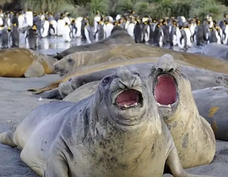 Три с половиной месяца на краю света: Антарктида.Фото 2