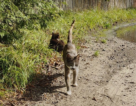 На велосипеде от Светлогорска до смотровой площадки Филинской бухты.Фото 6