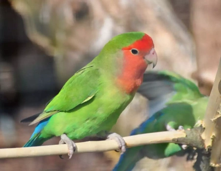 Попугаичья ферма в Ялте.Фото 2