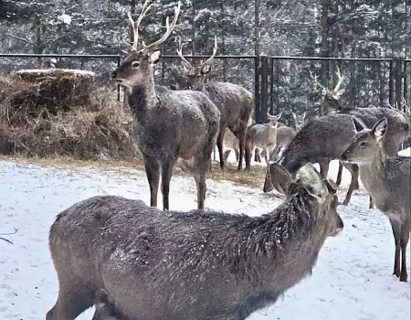 Пугачёвская пещера, Высокий Камень и олени: секретный маршрут выходного дня..Фото 10