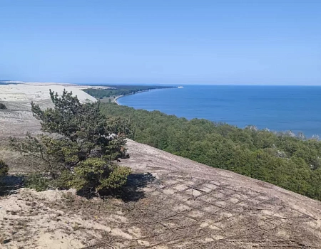 Танцующий лес Куршской косы: балет сосен и ветров.Фото 1