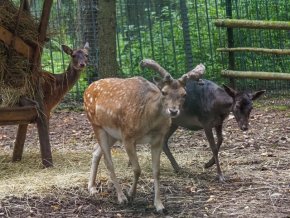 По подушкинскому лесу к Лесному озеру