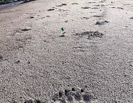 Водный поход на рафте по р. Ветлуга.Фото 6